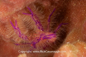Un-cropped shot of hairy lobster.
Nikon D7100 105VR by Rick Cavanaugh 